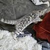 Silver Rossette Bengal Kitten Male SOLD 