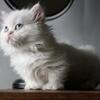TICA registered standard minuet kitten *Ruby*