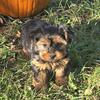 Yorkshire Terrier puppies for sale at wrennspuppies.com