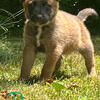 Belgian shepherd hybrid puppies available
