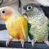 Male suncheek green cheek conure