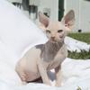 Female Sphynx Odd Eye Kitten