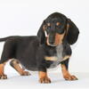 Male Mini Dachshund Puppy