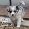 Miniature Australian Shepherd