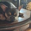 AKC registered tricolor male french bulldog for sell or trade