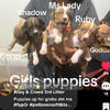 Puppies for sale 5girls 3Boys 