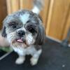 Male Shih Tzu