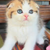  Scottish fold 