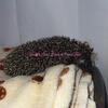 Hedgehog Babies - Female 