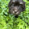 Havanese babies waiting for you 