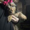 For sale beautiful female Yorkshire puppie for sale.