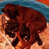 Doberman Puppies  CKC Registered REDUCED 
