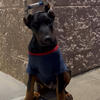 Doberman Pinscher