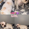 Frenchie Baby girl