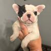 Frenchie male 