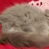 Blue tabby and white female persian