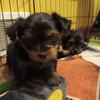 Yorkie puppies