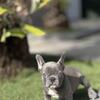 French bulldog 