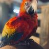 Scarlet macaw  9 months old 