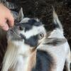 Pure Bred Nigerian Dwarf Doe Herd for Sale!