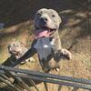Adult female pitbull for sale 