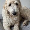 F1B Goldendoodle