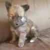 Paperanian runt male pup $300