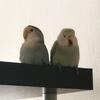 Lovebirds for sale.