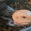 Pitch Black Northern blue tongue skink