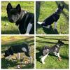 Full blooded Akita