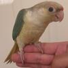 Rare Beautiful Turquoise Pineapple Green Cheek Conure Baby