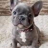 FRENCH BULLDOG PUPPS AVAILABLE @ 7300930479