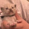 ON HOLD Seal point Mitted mink 1 Kats ravishing ragdolls male