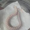 Snow hognose male