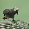 Girl African Grey Parrot