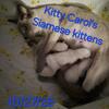 Siamese Kittens CFA Registered