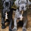Cane Corso pure breed champion bloodline