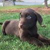 AKC REGISTERED LAB PUPPIES