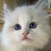 Ragdoll boy TICA