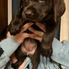 Labrador puppies $600