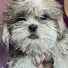 Shihtzu puppies and young adults available
