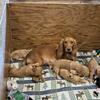 English Cocker puppies