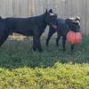 Giant Schnauzer Puppies