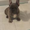 French bulldog puppies