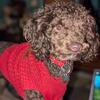 AKC Chocolate and White Miniature Poodle for Stud