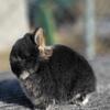Netherland dwarf 