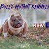 Exotic micro Bully open 4 the public