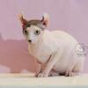 Elf sphynx kittens cats