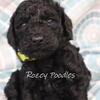 AKC Black Poodle Puppies. Minature Poodles