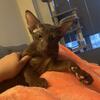  Oriental Shorthair 